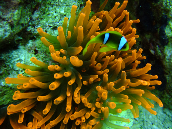 Sharm El Sheikh
