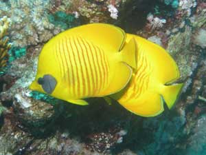 A pair of Banner Fish