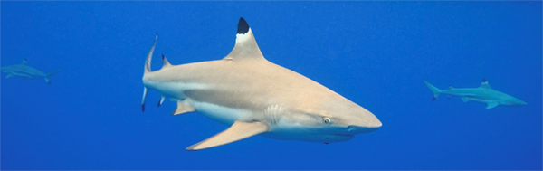Sharks a few simple facts