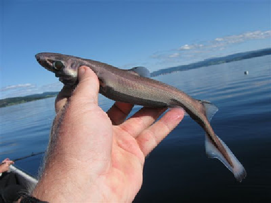 Lanternshark